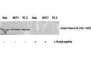 Western Blot (WB) analysis of specific cells using Acetyl-Histone H4 (K8) Polyclonal Antibody.