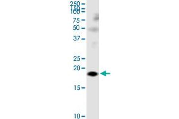 LY86 antibody  (AA 26-125)
