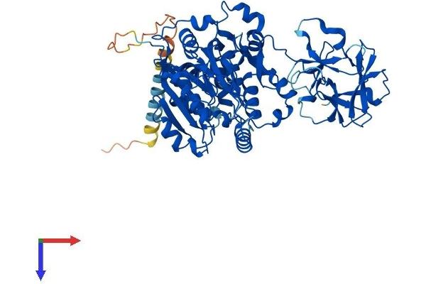 GALNT4 Protein (AA 1-578) (His tag)