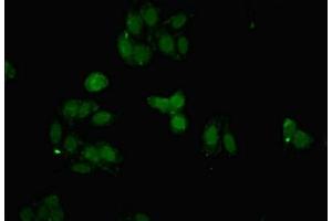 Immunofluorescent analysis of HepG2 cells using ABIN7152417 at dilution of 1:100 and Alexa Fluor 488-congugated AffiniPure Goat Anti-Rabbit IgG(H+L) (FBXO25 Antikörper  (AA 1-291))