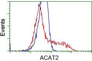 Image no. 3 for anti-Acetyl-CoA Acetyltransferase 2 (ACAT2) antibody (ABIN1496401) (ACAT2 Antikörper)