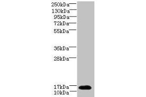 Western blot All lanes: TCEAL7 antibody at 2 μg/mL + A549 whole cell lysate Secondary Goat polyclonal to rabbit IgG at 1/10000 dilution Predicted band size: 13 kDa Observed band size: 13 kDa (TCEAL7 Antikörper  (AA 1-100))