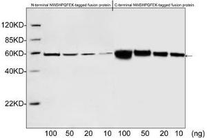 Western blot analysis of NWSHPQFEK tagged fusion proteins expressed in E. (Strep Tag II Antikörper)