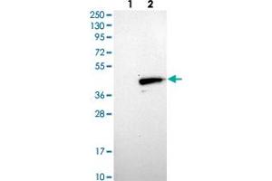 Western blot analysis of Lane 1: Negative control (vector only transfected HEK293T lysate), Lane 2: Over-expression Lysate (Co-expressed with a C-terminal myc-DDK tag (~3. (MOSC1 Antikörper)