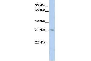 WB Suggested Anti-MPG Antibody Titration:  0. (MPG Antikörper  (Middle Region))