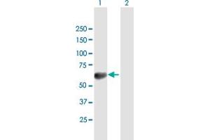 Western Blot analysis of TOM1 expression in transfected 293T cell line by TOM1 MaxPab polyclonal antibody.