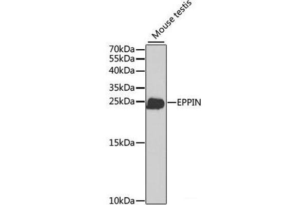 Eppin Antikörper