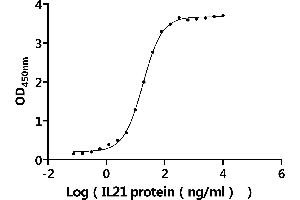 Measured by its binding ability in a functional ELISA.