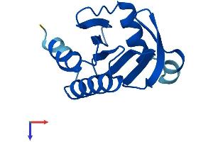 Profilin 4 Protein (PFN4) (AA 1-129) (His tag)