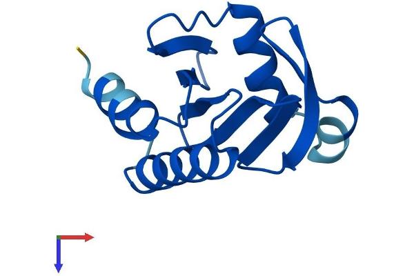 Profilin 4 Protein (PFN4) (AA 1-129) (His tag)