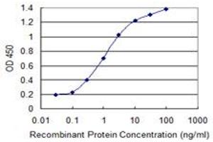 Detection limit for recombinant GST tagged CHUK is 0. (IKK alpha Antikörper  (AA 646-745))