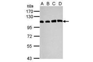 Image no. 2 for anti-Ubiquitin Specific Peptidase 13 (Isopeptidase T-3) (USP13) (C-Term) antibody (ABIN1491928) (USP13 Antikörper  (C-Term))