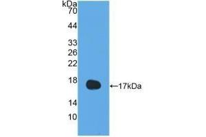 Detection of Recombinant IL13, Human using Polyclonal Antibody to Interleukin 13 (IL13) (IL-13 Antikörper  (AA 25-146))