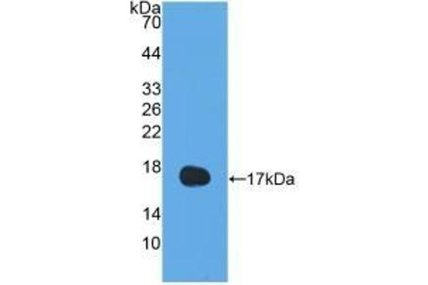 IL-13 anticorps  (AA 25-146)