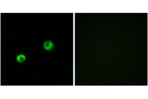 Immunofluorescence (IF) image for anti-Arylsulfatase I (ARSI) (AA 311-360) antibody (ABIN2890134) (Arylsulfatase I Antikörper  (AA 311-360))