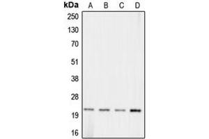 Western blot analysis of Claudin 11 expression in HeLa (A), Raw264. (Claudin 11 Antikörper  (C-Term))