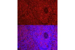 Immunofluorescence analysis of Rat spleen using  antibody ( ABIN7265502) at dilution of 1:50 (40x lens). (ADRB1 Antikörper  (AA 150-250))