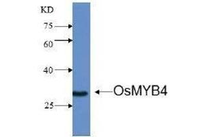 Western Blotting (WB) image for anti-Transcription factor MYB4 (MYB4) antibody (ABIN1854788)