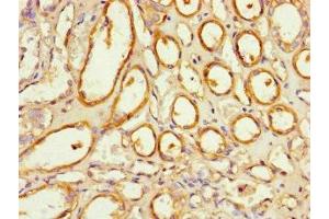 Immunohistochemistry of paraffin-embedded human kidney tissue using ABIN7161015 at dilution of 1:100 (NOXA1 Antikörper  (AA 150-313))