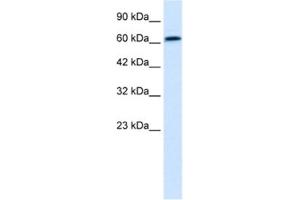 Western Blotting (WB) image for anti-PC4 and SFRS1 Interacting Protein 1 (PSIP1) antibody (ABIN2461013) (PSIP1 Antikörper)