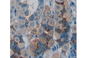 IHC-P analysis of Mouse Tissue, with DAB staining. (IL10RB Antikörper  (AA 42-218))