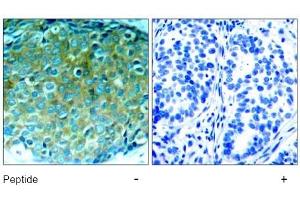 Image no. 1 for anti-P21-Activated Kinase 1 (PAK1) (Thr212) antibody (ABIN197365) (PAK1 Antikörper  (Thr212))