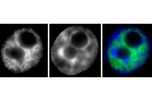 RNA pol II phospho Ser2 antibody (mAb) (Clone 3E7C7) tested by Immunofluorescence. (Rpb1 CTD Antikörper  (Ser2))