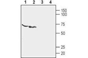 Purinergic Receptor P2X, Ligand-Gated Ion Channel, 6 (P2RX6) peptide