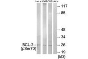Western blot analysis of extracts from HeLa cells treated with LPS (40nM, 30mins), K562 cells treated with calyculin A (50ng/ml, 30mins) and COS-7 cells treated with H2O2 (1ng/ml, 15mins), using BCL-2 (Phospho-Ser70) Antibody. (Bcl-2 Antikörper  (pSer70))