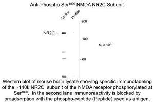 Image no. 1 for anti-Glutamate Receptor, Ionotropic, N-Methyl D-Aspartate 2c (GRIN2C) (pSer1096) antibody (ABIN956763) (GRIN2C Antikörper  (pSer1096))