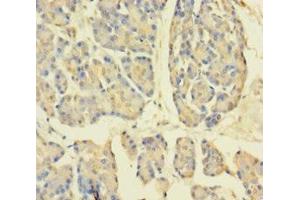 Immunohistochemistry of paraffin-embedded human pancreatic tissue using ABIN7149501 at dilution of 1:100 (APPL1 Antikörper  (AA 214-495))