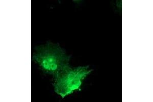 Anti-PNMT mouse monoclonal antibody (ABIN2454540) immunofluorescent staining of COS7 cells transiently transfected by pCMV6-ENTRY PNMT (RC206586).