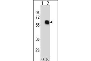 Western blot analysis of GATA2 (arrow) using rabbit polyclonal GATA2 Antibody (C-term) (ABIN390740 and ABIN2841005). (GATA2 Antikörper  (C-Term))