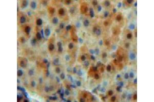 IHC-P analysis of liver tissue, with DAB staining. (CA5B Antikörper  (AA 174-311))