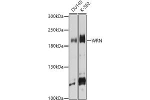 Western blot analysis of extracts of various cell lines, using WRN antibody (ABIN6130799, ABIN6150263, ABIN6150264 and ABIN6222581) at 1:1000 dilution. (RECQL2 Antikörper  (AA 1223-1432))