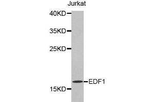 Western Blotting (WB) image for anti-Endothelial Differentiation Related Factor 1 (EDF1) antibody (ABIN1872420) (EDF1 Antikörper)