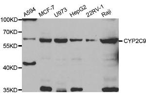Western Blotting (WB) image for anti-Cytochrome P450, Family 2, Subfamily C, Polypeptide 9 (CYP2C9) antibody (ABIN1882346) (CYP2C9 Antikörper)