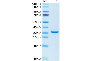 Annexin V Protein (AA 2-320)