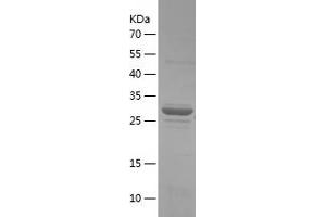Western Blotting (WB) image for 14-3-3 gamma (YWHAG1) (AA 2-247) protein (His tag) (ABIN7121598)