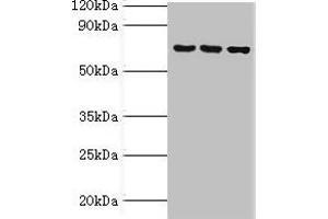 ABCF2 anticorps  (AA 1-250)
