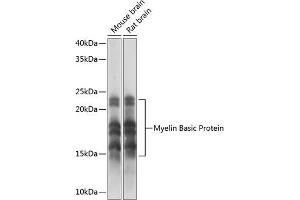 Western blot analysis of extracts of various cell lines, using Myelin Basic Protein Rabbit mAb (ABIN7268431) at 1:1000 dilution. (MBP Antikörper)