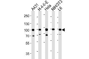 HSP90AB1 Antibody (C-term) (ABIN652406 and ABIN2841984) western blot analysis in A431,H-4-II-E,Hela,mouse NIH/3T3,rat L6 cell line lysates (35 μg/lane). (HSP90AB1 Antikörper  (C-Term))