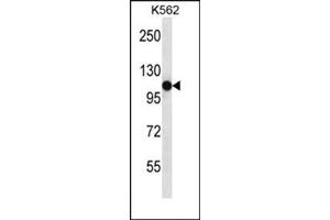 Western blot analysis of SEMA4C Antibody (C-term) Cat.