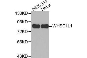 Western blot analysis of extracts of various cell lines, using WHSC1L1 antibody.