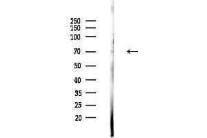 anti-Signaling Lymphocytic Activation Molecule Family Member 1 (SLAMF1) (C-Term) antibody