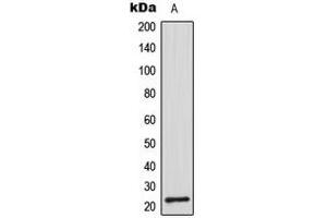 Western blot analysis of CDC42EP2 expression in A549 (A) whole cell lysates. (CDC42EP2 Antikörper  (N-Term))