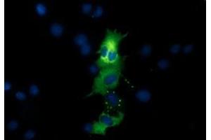 Immunofluorescence (IF) image for anti-Quinolinate Phosphoribosyltransferase (QPRT) antibody (ABIN1500531) (QPRT Antikörper)
