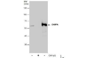 IP Image Immunoprecipitation of GABPA protein from 293T whole cell extracts using 5 μg of GABPA antibody [N2C2], Internal, Western blot analysis was performed using GABPA antibody [N2C2], Internal, EasyBlot anti-Rabbit IgG  was used as a secondary reagent. (GABPA Antikörper  (Internal Region))