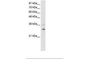 Image no. 1 for anti-Ring Finger Protein 113B (RNF113B) (C-Term) antibody (ABIN202239) (RNF113B Antikörper  (C-Term))