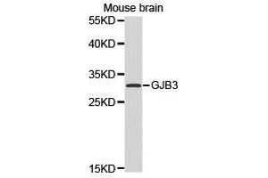 Western Blotting (WB) image for anti-Gap Junction Protein, beta 3, 31kDa (GJB3) antibody (ABIN1872823) (Connexin 31 Antikörper)